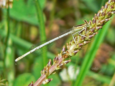 White-legged Damselfly (Platycnemis pennipes) Alan Prowse